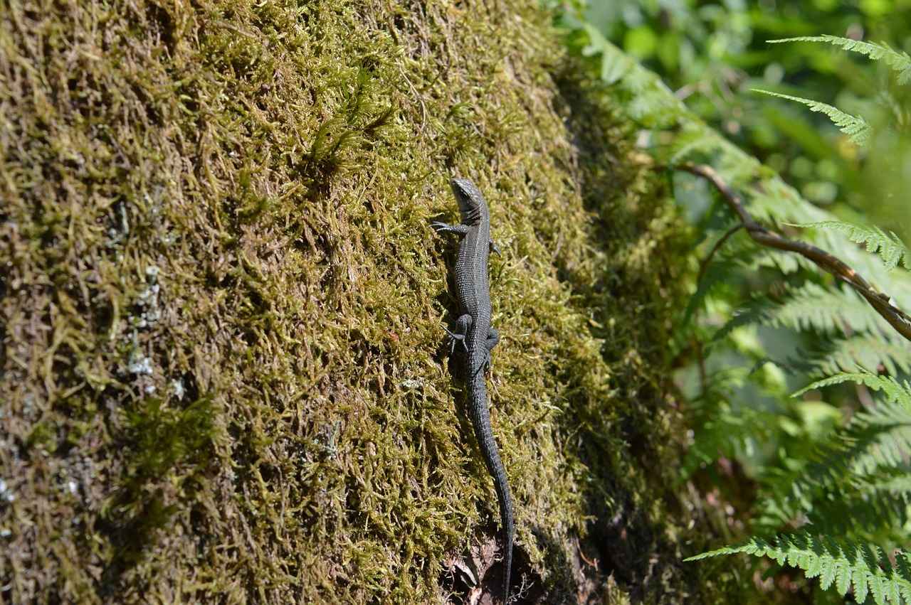 Minitinah OnlyFans Profil – Gibt es geleakte Fotos oder Videos? 11 Wie hat OnlyFans die Content-Creator-Industrie verändert?