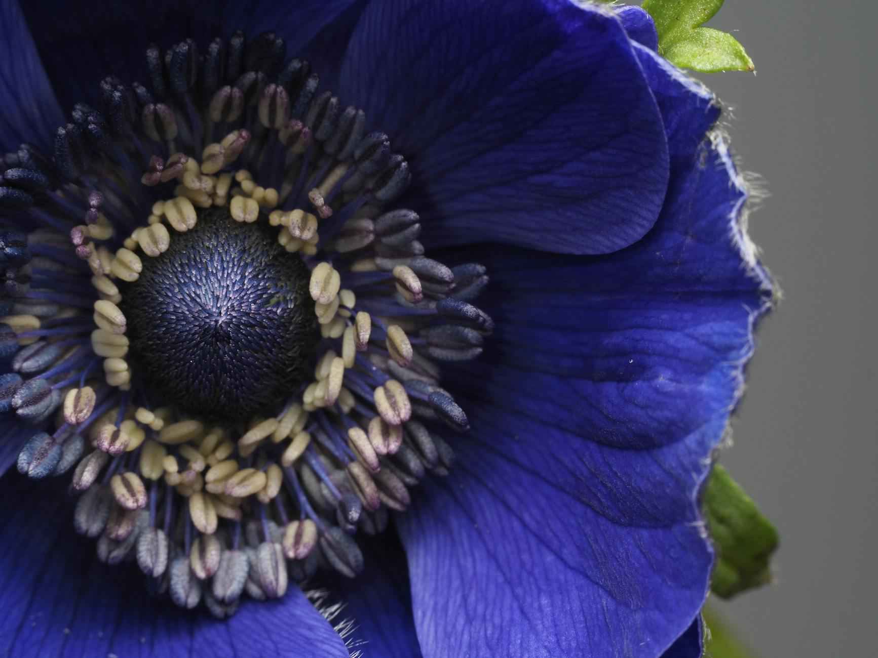 Une vaste sélection de plantes