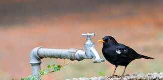 Pflanzen-Kölle Gartencenter GmbH & Co. KG Berlin – Teltow – Gartenideen Und Pflanzenvielfalt Pflanzen-Kölle Gartencenter GmbH & Co. KG Berlin – Teltow – Gartenideen Und Pflanzenvielfalt