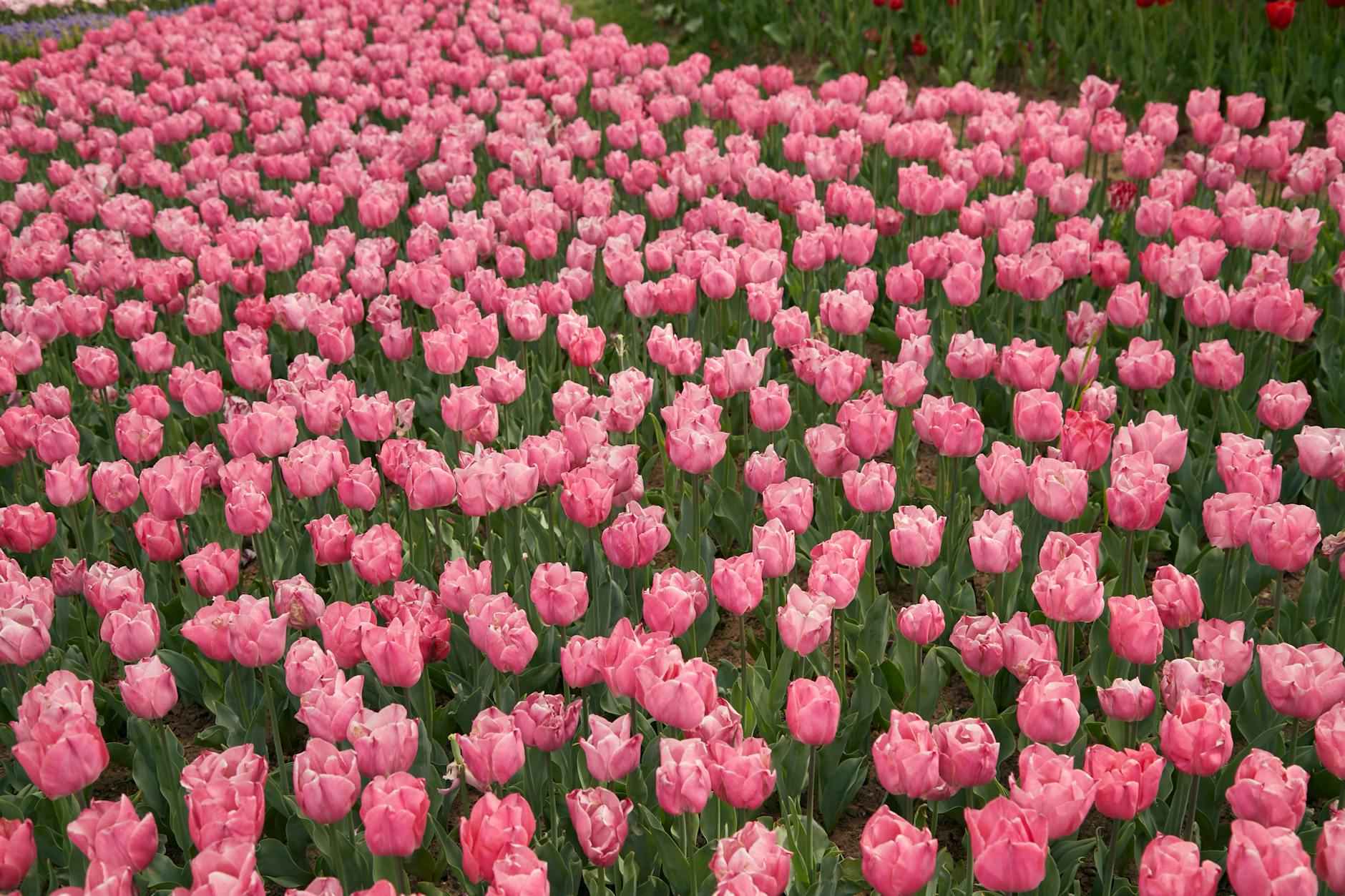 Idées de jardin créatives