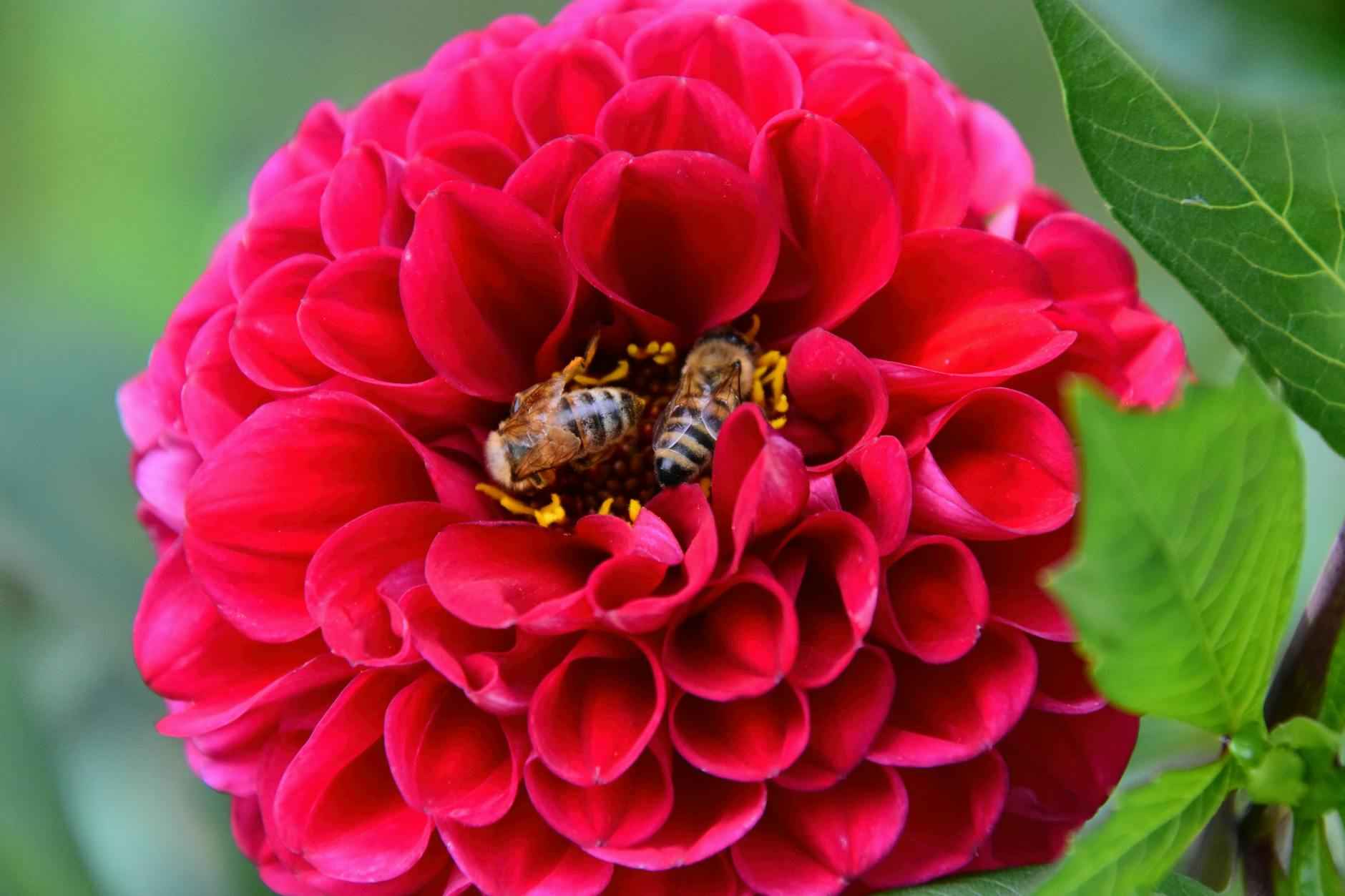 Un large éventail de plantes