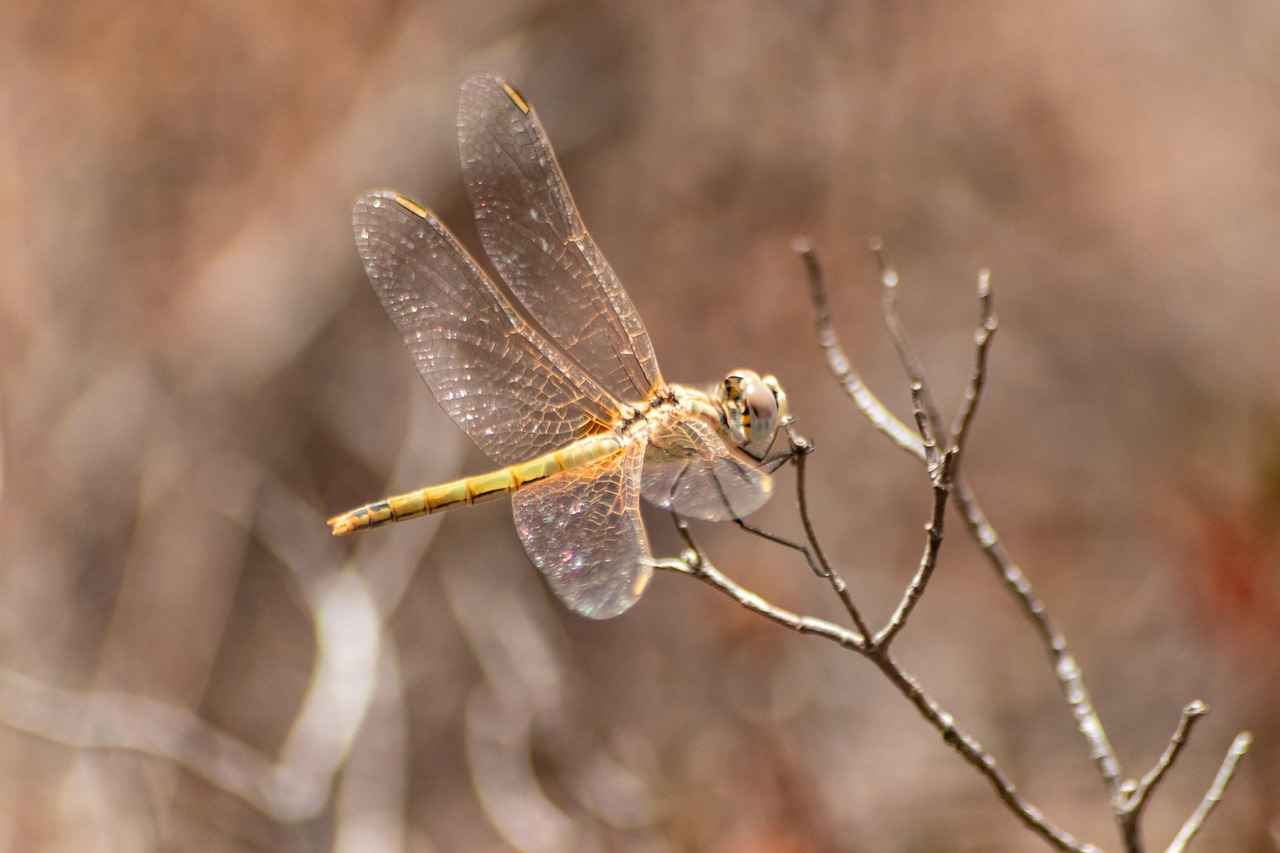 Was ist OnlyFans und wie funktioniert es?