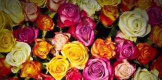 Rubi Rose OnlyFans Profil – Gibt es geleakte Fotos oder Videos? Rubi Rose OnlyFans Profil – Gibt es geleakte Fotos oder Videos?