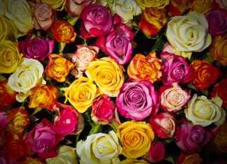 Rubi Rose OnlyFans Profil – Gibt es geleakte Fotos oder Videos? Rubi Rose OnlyFans Profil – Gibt es geleakte Fotos oder Videos?