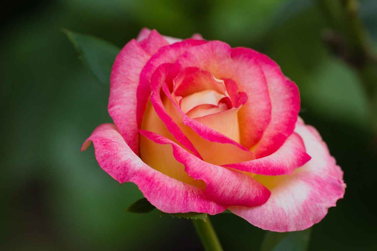 Salice Rose OnlyFans Profil – Gibt es geleakte Fotos oder Videos? 3 Wie verdient Salice Rose Geld auf OnlyFans?