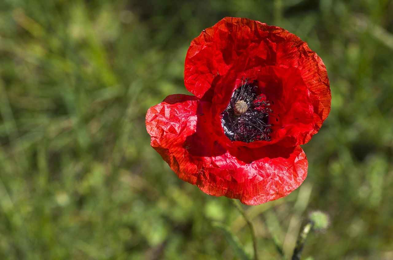 Salice Rose OnlyFans Profil – Gibt es geleakte Fotos oder Videos? 8 Was sind die Vorteile von OnlyFans für Content-Ersteller?