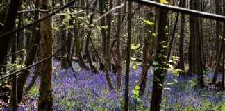 Shanin Blake OnlyFans Profil – Gibt es geleakte Fotos oder Videos? Shanin Blake OnlyFans Profil – Gibt es geleakte Fotos oder Videos?