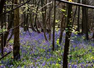 Shanin Blake OnlyFans Profil – Gibt es geleakte Fotos oder Videos? Shanin Blake OnlyFans Profil – Gibt es geleakte Fotos oder Videos?