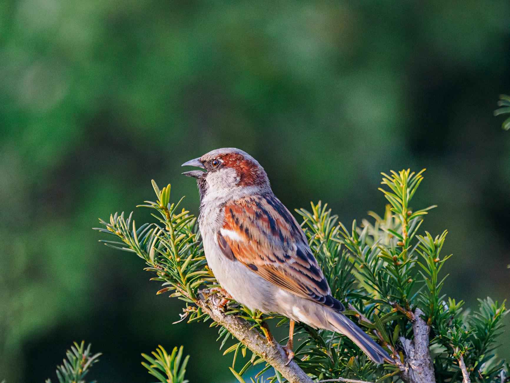 Les Meilleurs Restaurants de Sushi à Berlin