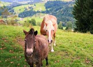 Ticker: Teilnehmer: Union Berlin Gegen FC Bayern München – Alle Tore Und Highlights Live Ticker: Teilnehmer: Union Berlin Gegen FC Bayern München – Alle Tore Und Highlights Live
