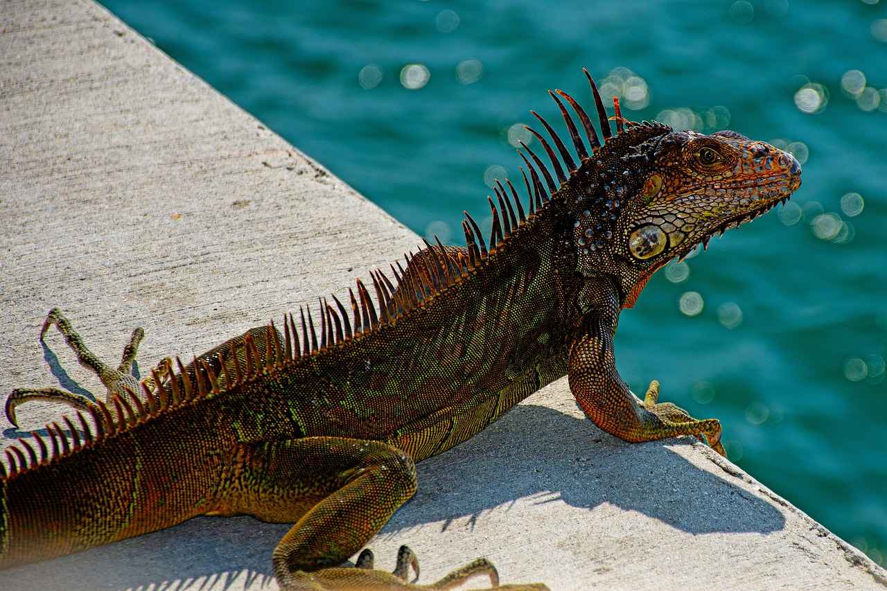 Wer kann sich bei OnlyFans anmelden? Voraussetzungen und Schritte zur Registrierung 1 Was ist OnlyFans und wie funktioniert es?