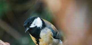 ZOB – Zentraler Omnibusbahnhof Berlin Messedamm Berlin – Der Fernbusknoten Der Hauptstadt ZOB – Zentraler Omnibusbahnhof Berlin Messedamm Berlin – Der Fernbusknoten Der Hauptstadt