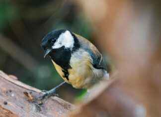 ZOB – Zentraler Omnibusbahnhof Berlin Messedamm Berlin – Der Fernbusknoten Der Hauptstadt ZOB – Zentraler Omnibusbahnhof Berlin Messedamm Berlin – Der Fernbusknoten Der Hauptstadt