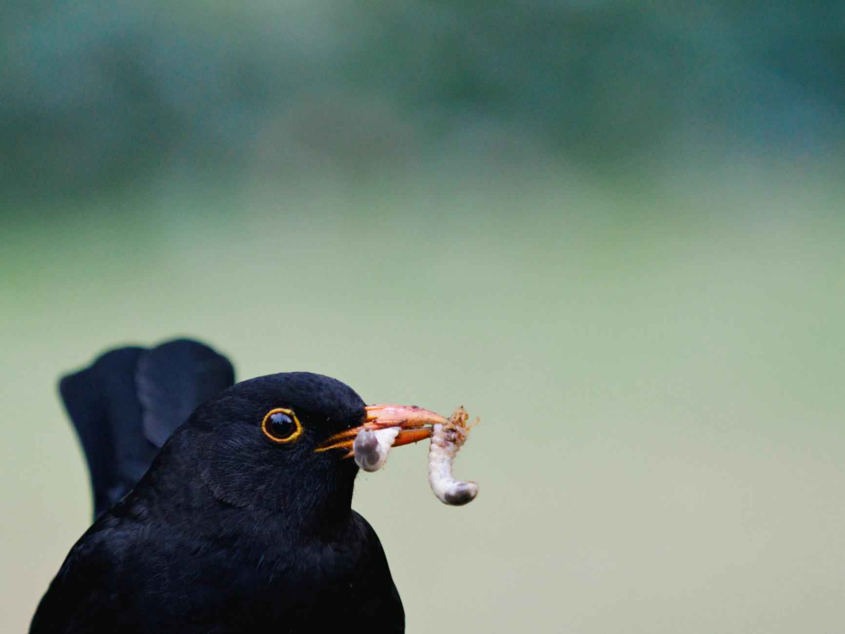 ZOB – Zentraler Omnibusbahnhof Berlin Messedamm Berlin – Der Fernbusknoten Der Hauptstadt 2 Importance du ZOB pour le transport interurbain