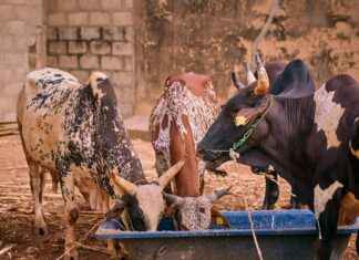 Aufstellungen: Teilnehmer: Bayer 04 Leverkusen Gegen Holstein Kiel – Bayer 04 Leverkusen vs Holstein Kiel: Who’s Starting? Aufstellungen: Teilnehmer: Bayer 04 Leverkusen Gegen Holstein Kiel – Bayer 04 Leverkusen vs Holstein Kiel: Who’s Starting?