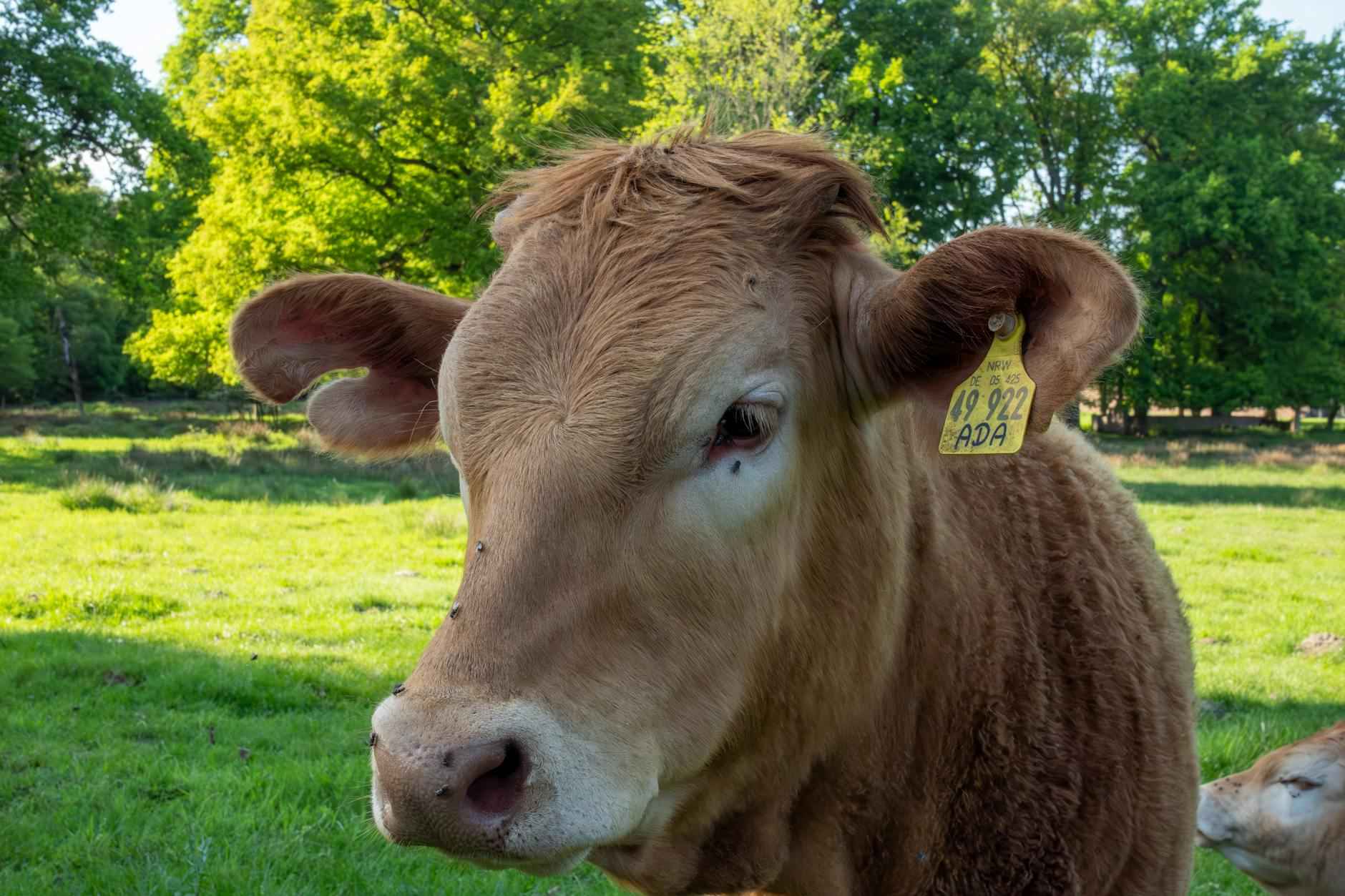 Aufstellungen: Teilnehmer: Bayer 04 Leverkusen Gegen Holstein Kiel – Bayer 04 Leverkusen vs Holstein Kiel: Who’s Starting? 5 Aufstellung von Holstein Kiel