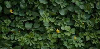 Aufstellungen: Teilnehmer: FC Bayern München Gegen WSG Tirol: Was erwartet uns bei den Aufstellungen im Spiel Bayern gegen Tirol? Aufstellungen: Teilnehmer: FC Bayern München Gegen WSG Tirol: Was erwartet uns bei den Aufstellungen im Spiel Bayern gegen Tirol?