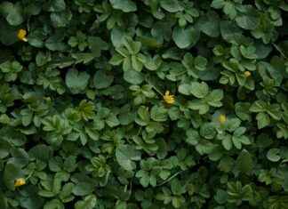 Aufstellungen: Teilnehmer: FC Bayern München Gegen WSG Tirol: Was erwartet uns bei den Aufstellungen im Spiel Bayern gegen Tirol? Aufstellungen: Teilnehmer: FC Bayern München Gegen WSG Tirol: Was erwartet uns bei den Aufstellungen im Spiel Bayern gegen Tirol?