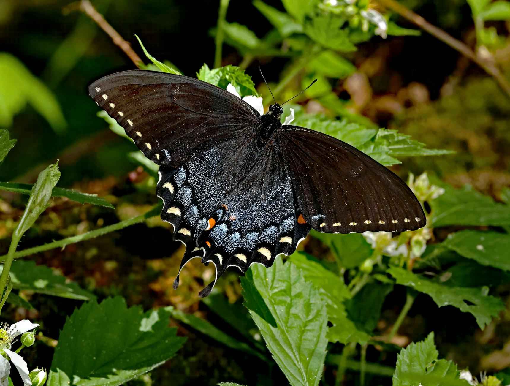 Aufstellungen: Teilnehmer: FC Carl Zeiss Jena Gegen Bayer 04 Leverkusen – Die Startaufstellungen Auf Einen Blick 3 Aufstellung von FC Carl Zeiss Jena