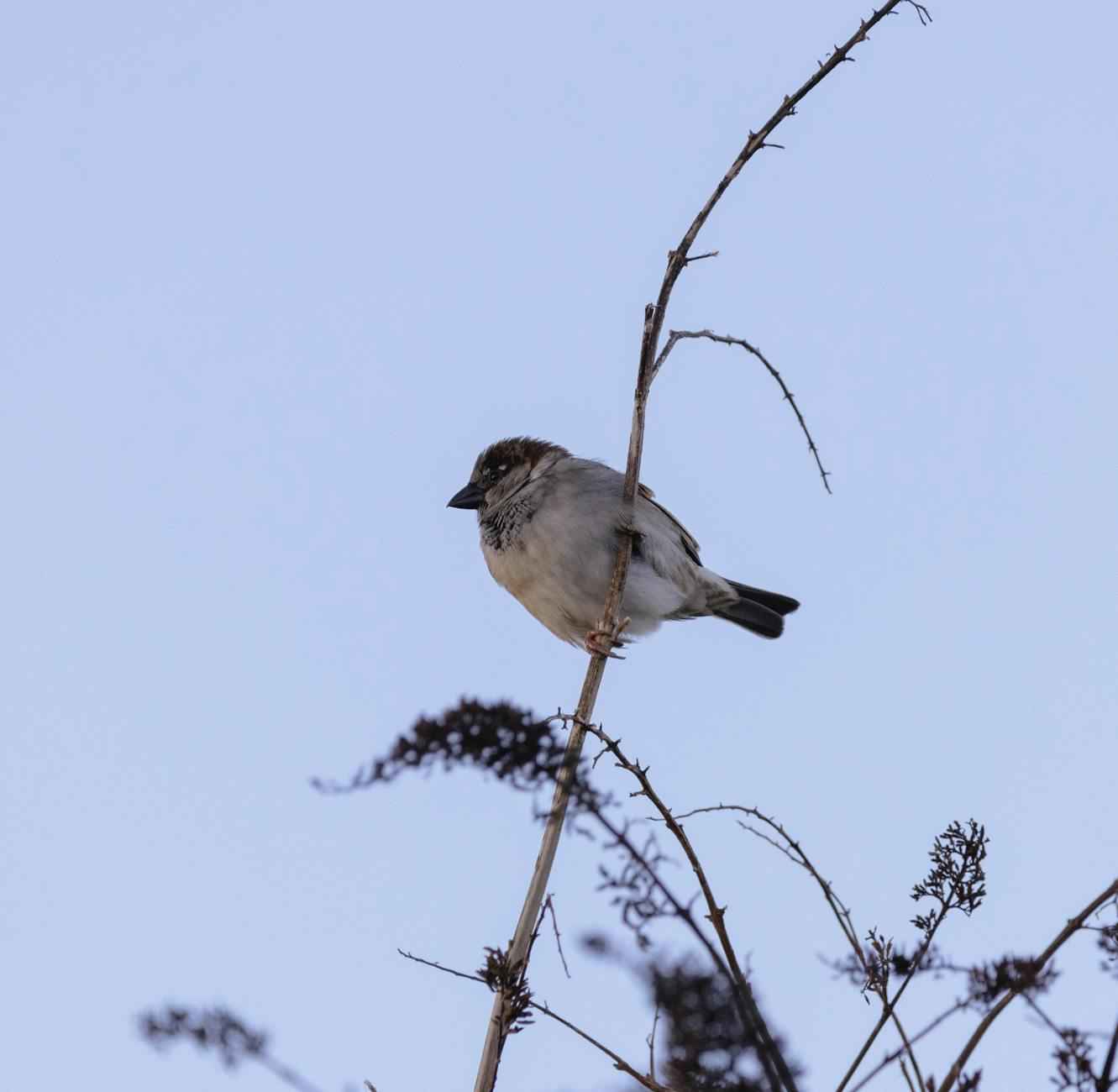 Direkter Vergleich der Teams