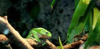 Aufstellungen: Teilnehmer: VfB Stuttgart Gegen FC Bayern München – Die Wichtigen Spieler Im Fokus Aufstellungen: Teilnehmer: VfB Stuttgart Gegen FC Bayern München – Die Wichtigen Spieler Im Fokus
