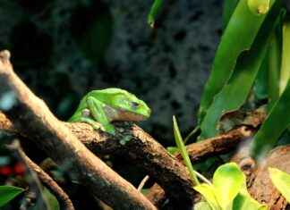 Aufstellungen: Teilnehmer: VfB Stuttgart Gegen FC Bayern München – Die Wichtigen Spieler Im Fokus Aufstellungen: Teilnehmer: VfB Stuttgart Gegen FC Bayern München – Die Wichtigen Spieler Im Fokus