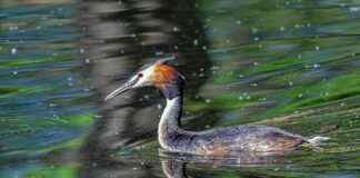 Aufstellungen: Teilnehmer: Werder Bremen Gegen Bayer 04 Leverkusen – Die Startaufstellungen Im Detail Aufstellungen: Teilnehmer: Werder Bremen Gegen Bayer 04 Leverkusen – Die Startaufstellungen Im Detail