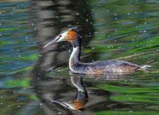 Aufstellungen: Teilnehmer: Werder Bremen Gegen Bayer 04 Leverkusen – Die Startaufstellungen Im Detail Aufstellungen: Teilnehmer: Werder Bremen Gegen Bayer 04 Leverkusen – Die Startaufstellungen Im Detail