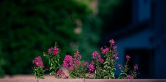 Aufstellungen Teilnehmer HSV Gegen 1 FC Köln: Wer Siegt Jetzt?