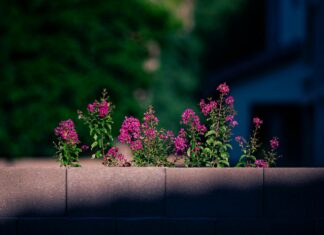 Aufstellungen Teilnehmer HSV Gegen 1 FC Köln: Wer Siegt Jetzt?