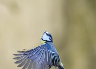 Aufstellungen Teilnehmer VFL Wolfsburg Gegen Borussia Mönchengladbach – Wer Steht Im Fokus?