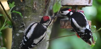 Aufstellungen Teilnehmer Werder Bremen Gegen BVB: Wer Spielt?