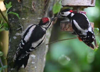 Aufstellungen Teilnehmer Werder Bremen Gegen BVB: Wer Spielt?