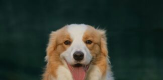 Aufstellungen Teilnehmer SC Freiburg Gegen VfB Stuttgart – Wer Trifft Ins Schwarze?