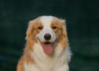 Aufstellungen Teilnehmer SC Freiburg Gegen VfB Stuttgart – Wer Trifft Ins Schwarze?