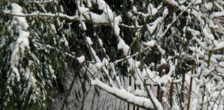 Aufstellungen Teilnehmer Bayer Leverkusen Gegen VfL Wolfsburg Enthüllt!