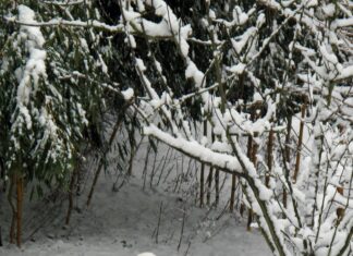 Aufstellungen Teilnehmer Bayer Leverkusen Gegen VfL Wolfsburg Enthüllt!