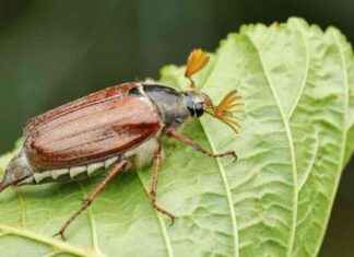 Rückkehr der Maikäfer: Aktuelle Beobachtungen in Berlin und Brandenburg rckkehr-der-maikfer-aktuelle-beobachtungen-in-berlin-und-brandenburg
