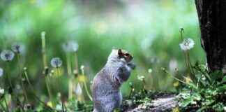 Teilnehmer: 1. FC Köln Gegen Bayer 04 Leverkusen Statistiken Teilnehmer: 1. FC Köln Gegen Bayer 04 Leverkusen Statistiken