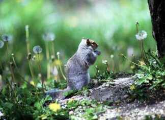 Teilnehmer: 1. FC Köln Gegen Bayer 04 Leverkusen Statistiken Teilnehmer: 1. FC Köln Gegen Bayer 04 Leverkusen Statistiken