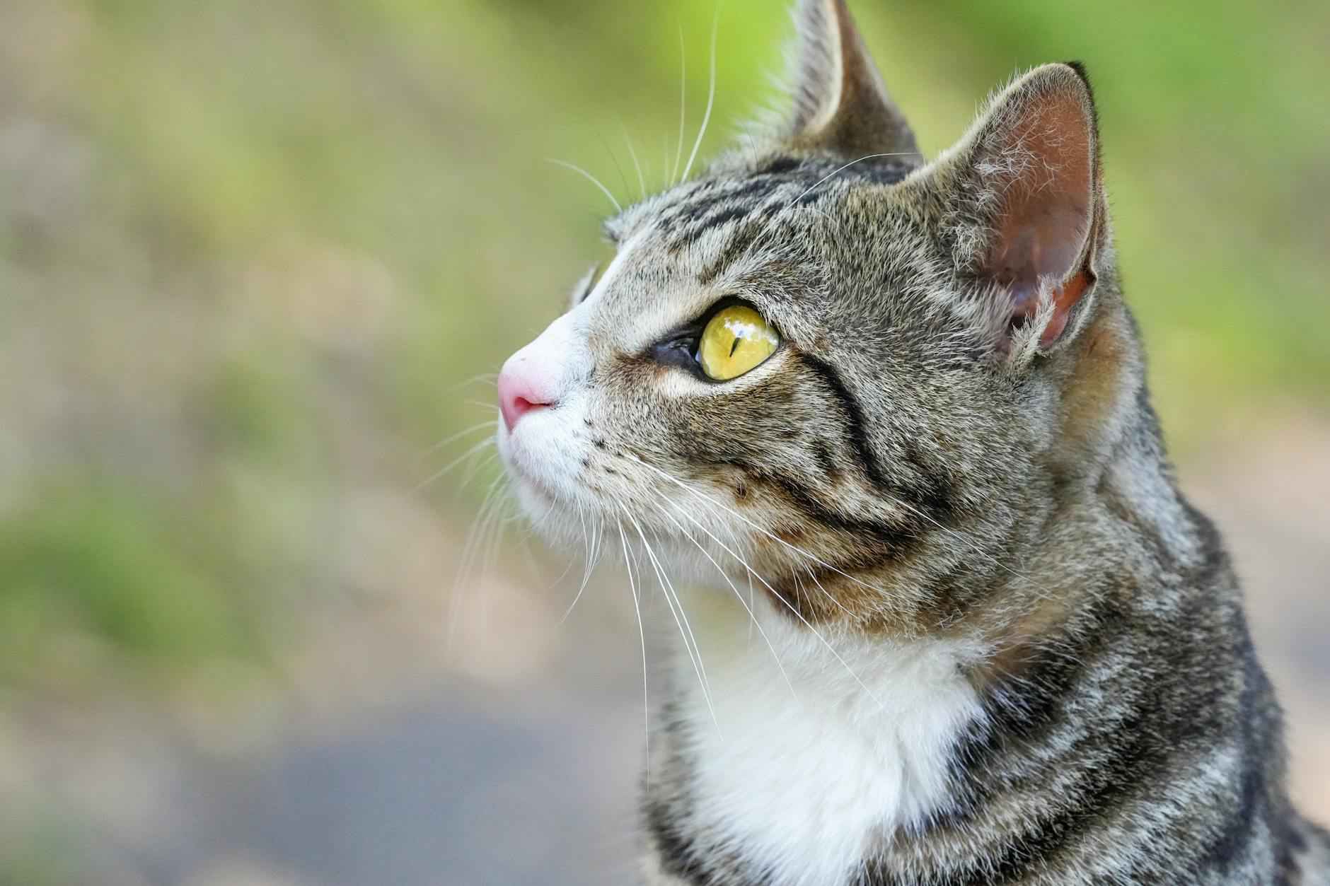 Teilnehmer: 1. FC Köln Gegen Bayer 04 Leverkusen Statistiken 5 Taktische Aufstellungen