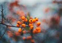 Teilnehmer: Borussia Dortmund Gegen Tsg 1899 Hoffenheim Statistiken Teilnehmer: Borussia Dortmund Gegen Tsg 1899 Hoffenheim Statistiken