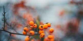 Teilnehmer: Borussia Dortmund Gegen Tsg 1899 Hoffenheim Statistiken Teilnehmer: Borussia Dortmund Gegen Tsg 1899 Hoffenheim Statistiken