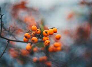 Teilnehmer: Borussia Dortmund Gegen Tsg 1899 Hoffenheim Statistiken Teilnehmer: Borussia Dortmund Gegen Tsg 1899 Hoffenheim Statistiken