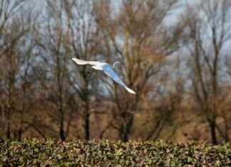 Teilnehmer: Borussia Mönchengladbach Gegen Bayer 04 Leverkusen Statistiken Teilnehmer: Borussia Mönchengladbach Gegen Bayer 04 Leverkusen Statistiken