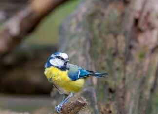 Teilnehmer: Borussia Mönchengladbach Gegen FC Bayern München Statistiken – Die Wichtigen Zahlen Und Daten Teilnehmer: Borussia Mönchengladbach Gegen FC Bayern München Statistiken – Die Wichtigen Zahlen Und Daten
