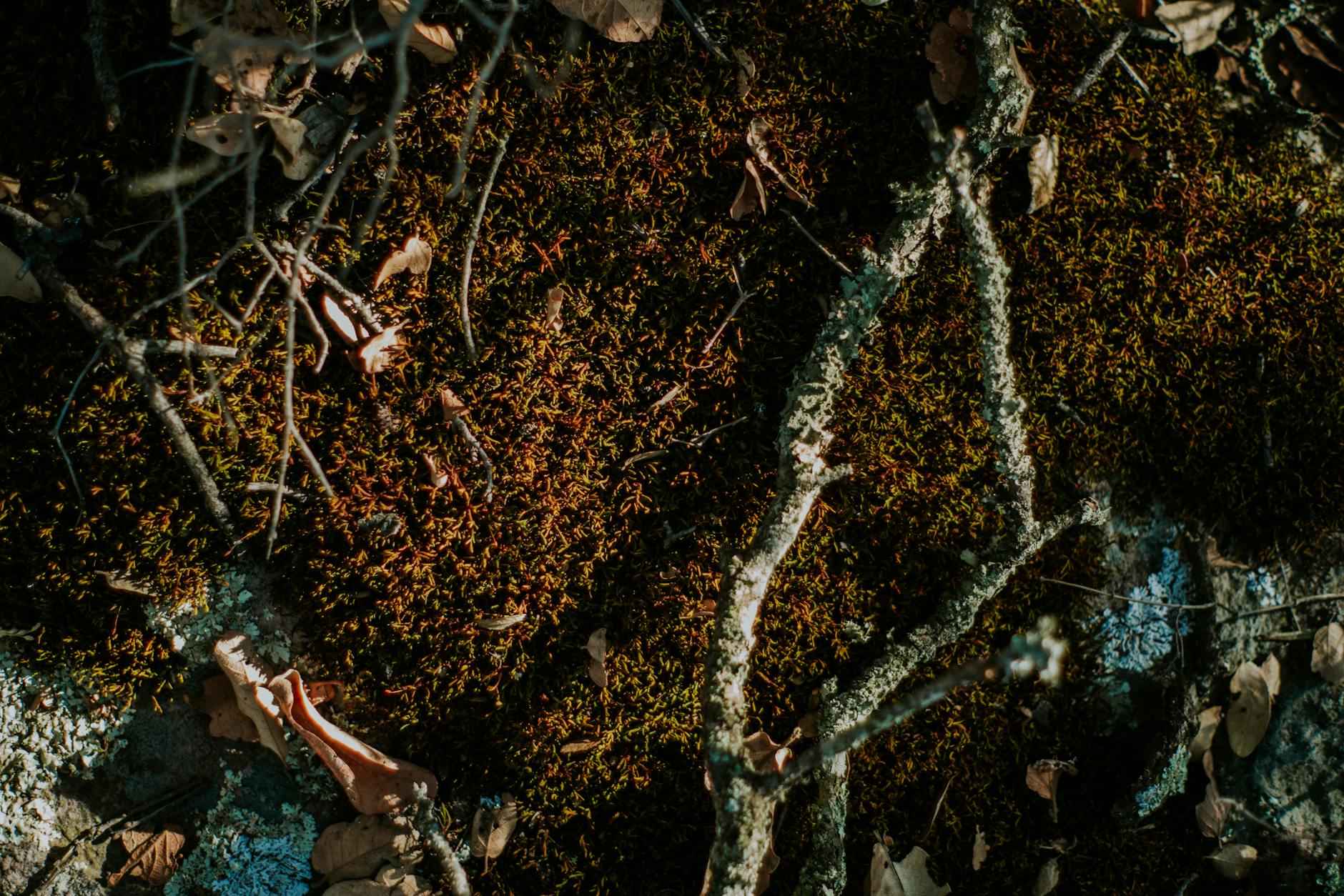 Teilnehmer: Eintracht Frankfurt Gegen 1. Fsv Mainz 05 Statistiken 5 Fazit der Statistiken