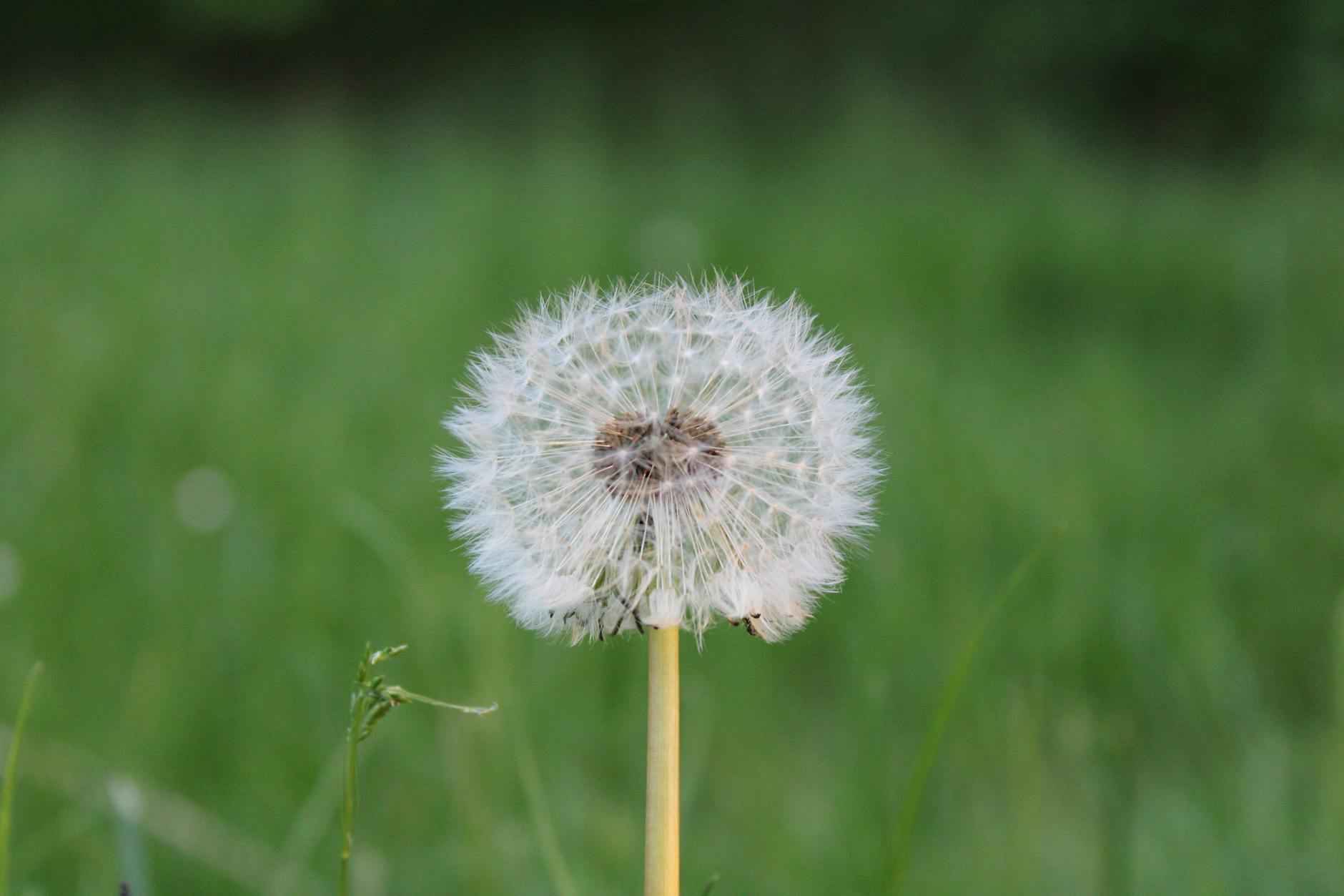 Aktuelle Form der Teams