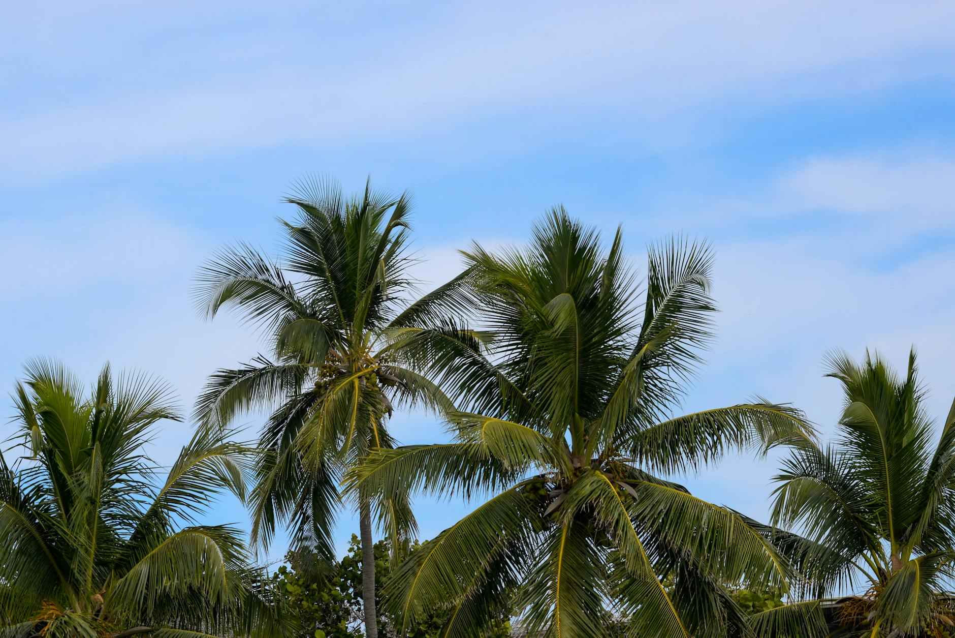 Teilnehmer: Orlando Magic Gegen Cleveland Cavaliers Spielerstatistiken Spiel 3 Die besten Spieler von Cleveland Cavaliers