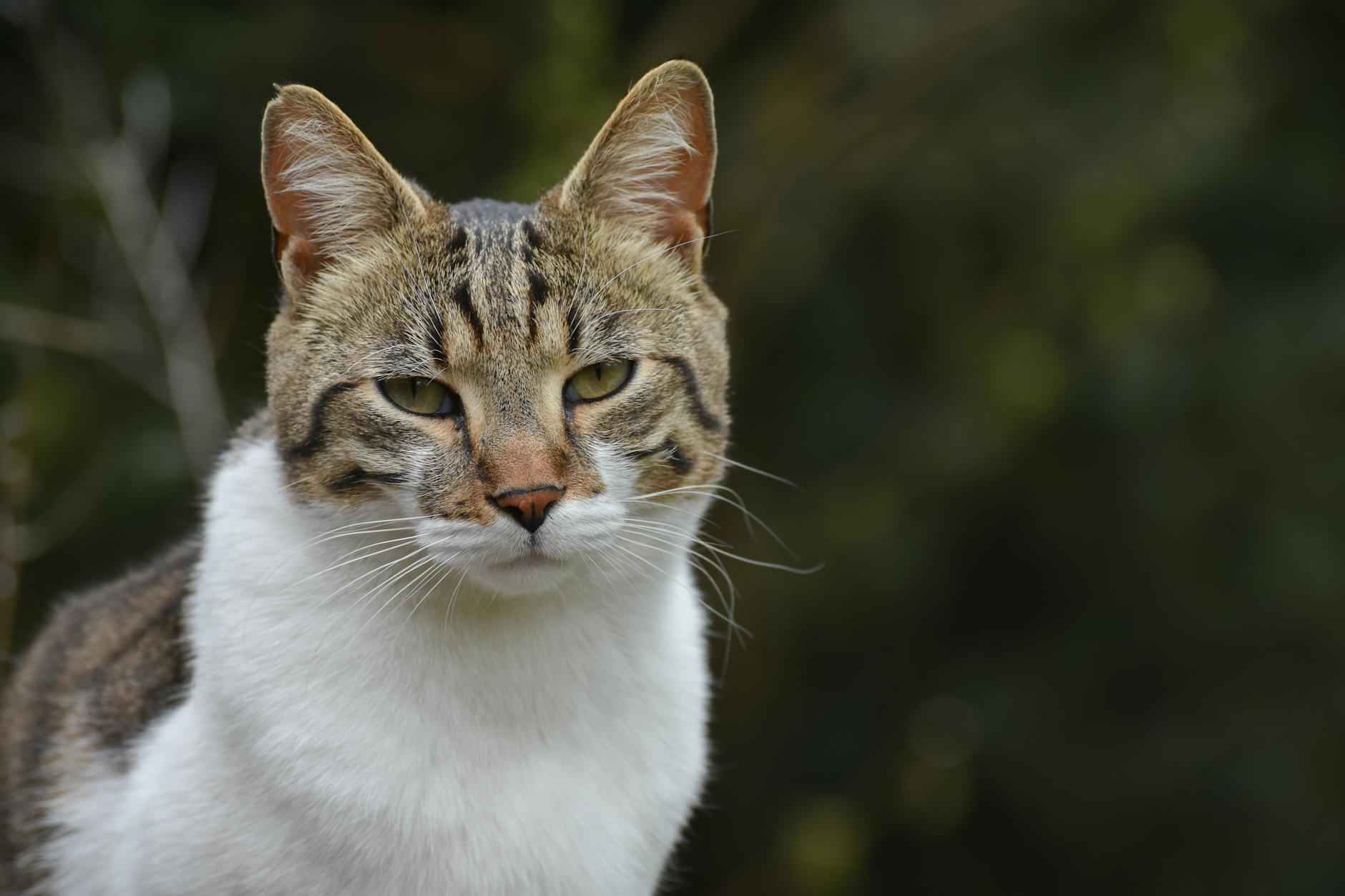 Die bisherigen Begegnungen